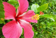Hibisküs Nedir, Faydaları Nelerdir ? Hibisküs Çayı Bilinmeyenleri hibisküs