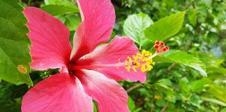 hibisküs