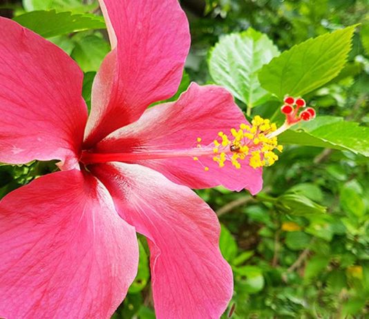 hibisküs