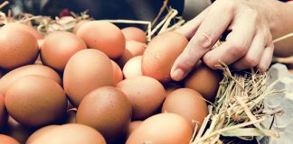 bayat yumurta nasıl anlaşılır