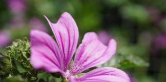 hatmi çiçeği faydaları 