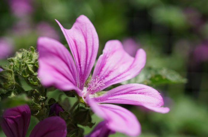 hatmi çiçeği faydaları 