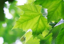 Çınar Yaprağı Faydaları Nelerdir ? Çınar Yaprağı Kürü İle Zayıflama çınar yaprağının faydaları