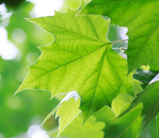 çınar yaprağının faydaları