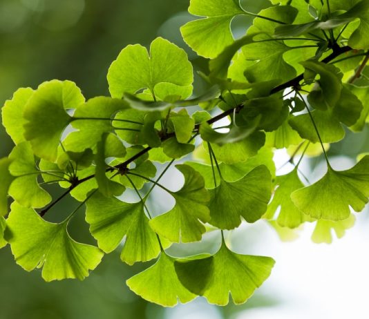 ginkgo biloba