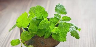 melisa çayı ne işe yarar