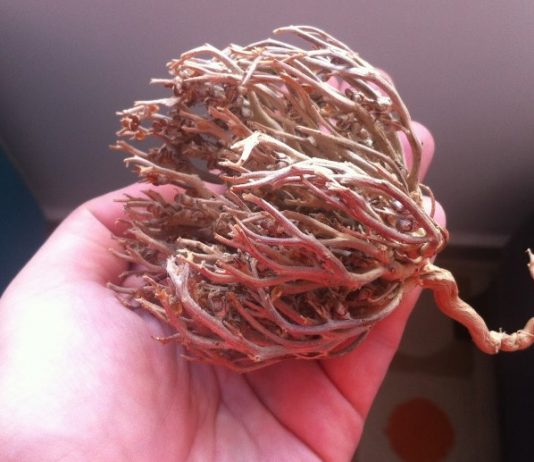 meryem ana otu nasıl kullanılır